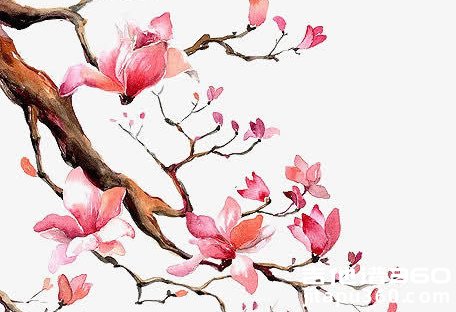 《花枝春野》吉他谱 不才 C调弹唱谱 图片谱