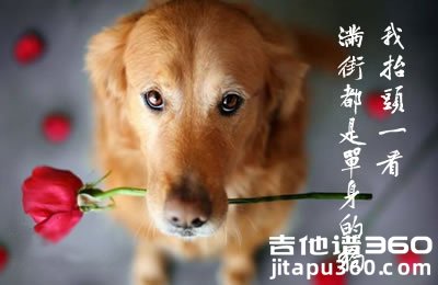 我抬头一看满街都是单身的狗吉他谱 花粥 简单拍弦版